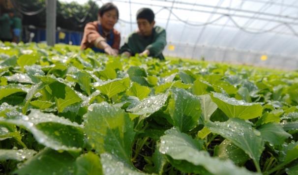 ���2022���r(n��ng)�I(y��)���a(ch��n)��һ�� ���u��ī�^(q��)����(sh��)���M(j��n)��������